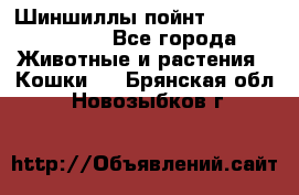 Шиншиллы пойнт ns1133,ny1133. - Все города Животные и растения » Кошки   . Брянская обл.,Новозыбков г.